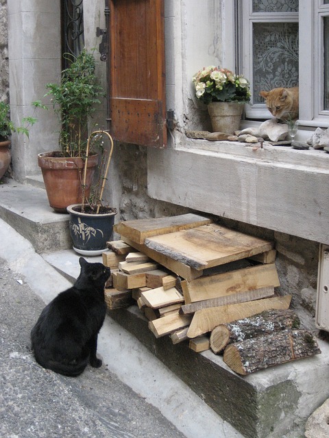 chat village près de Nice